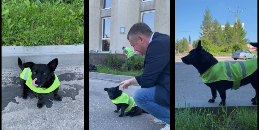 На работу в «Городское благоустройство» в Мончегорске приняли собачку Нюшу