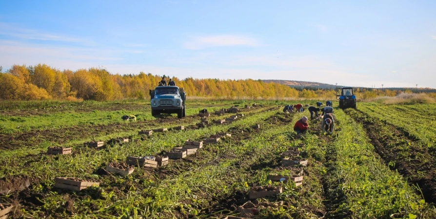 В Кировске жителей приглашают копать картошку