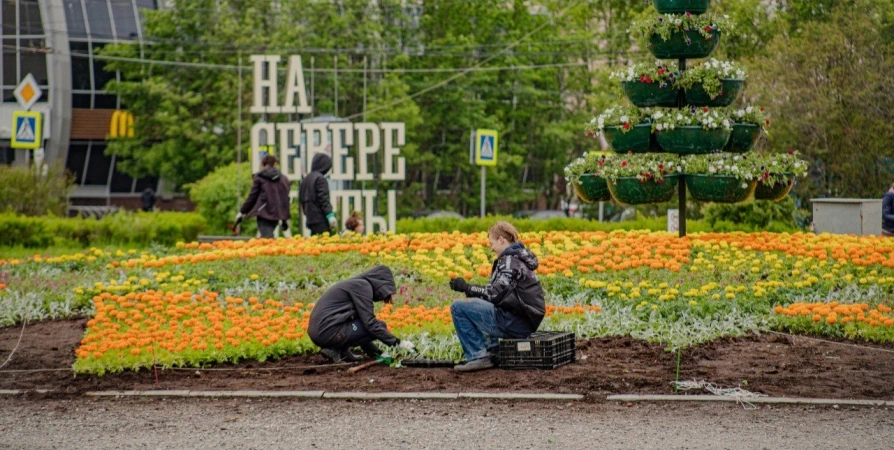 Рассаду будут бесплатно раздавать в 10 точках Мурманска