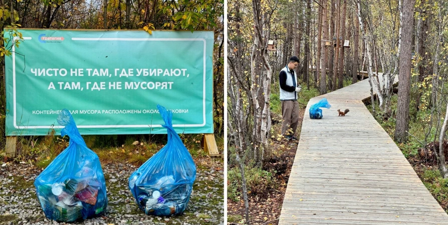 Сотни бычков от сигарет и десятки салфеток — мурманскую экотропу «Снежинка» очистили от мусора