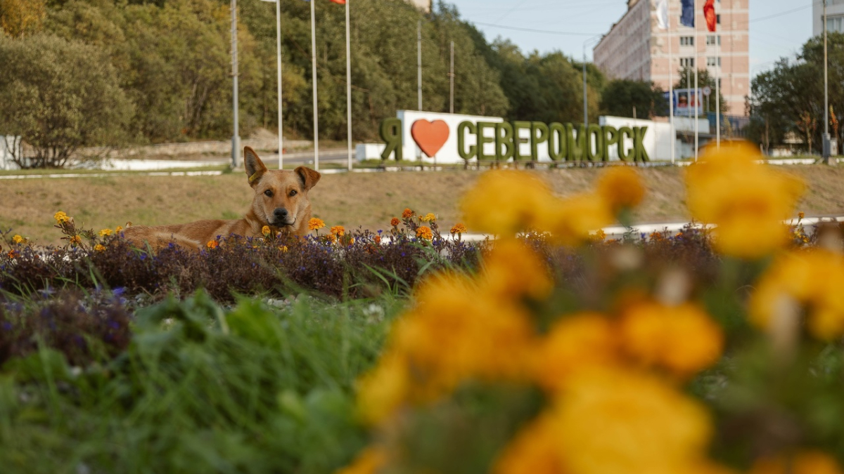 «Североморск — хороший город. И он становится лучше с каждым годом!»