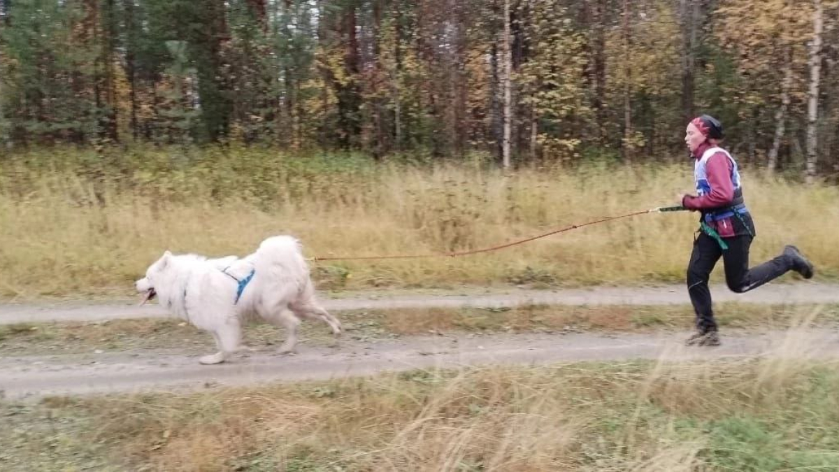 В Апатиты на соревнования по ездовому спорту съехались спортсмены со всей области