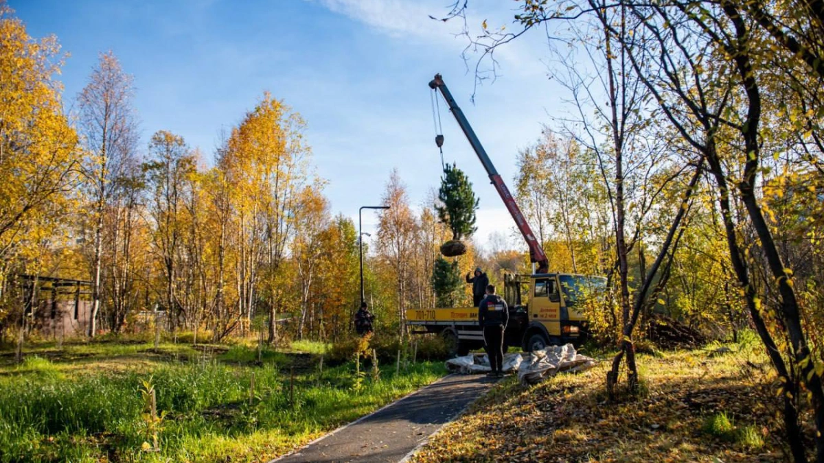 Аллею кедровых сосен высаживают в Мурманске