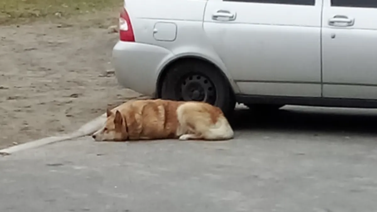 Собака напала на детей в Ревде