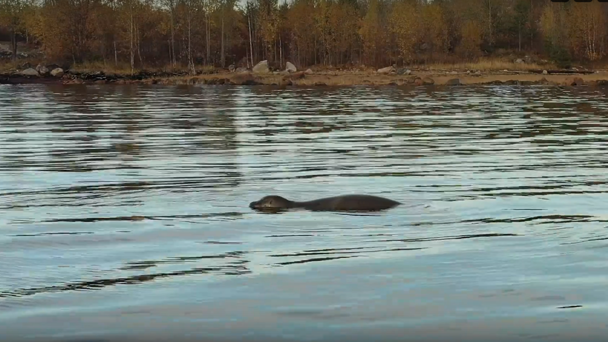 Морской заяц «патрулирует» берег Кандалакши