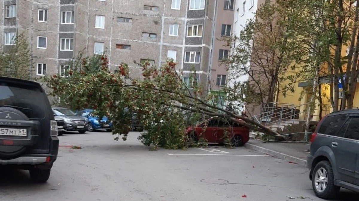 В одном из дворов Североморска дерево упало прямо на машину