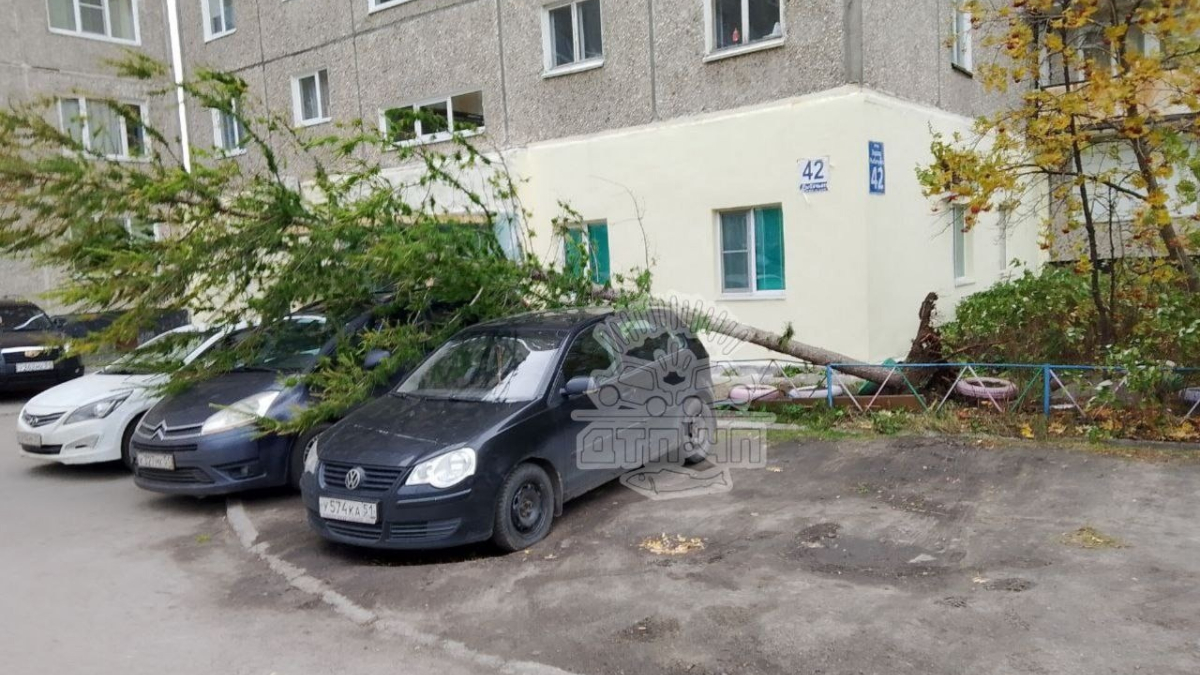 На Беринга в Мурманске дерево упало на тротуар, на Рыбачьего — на авто