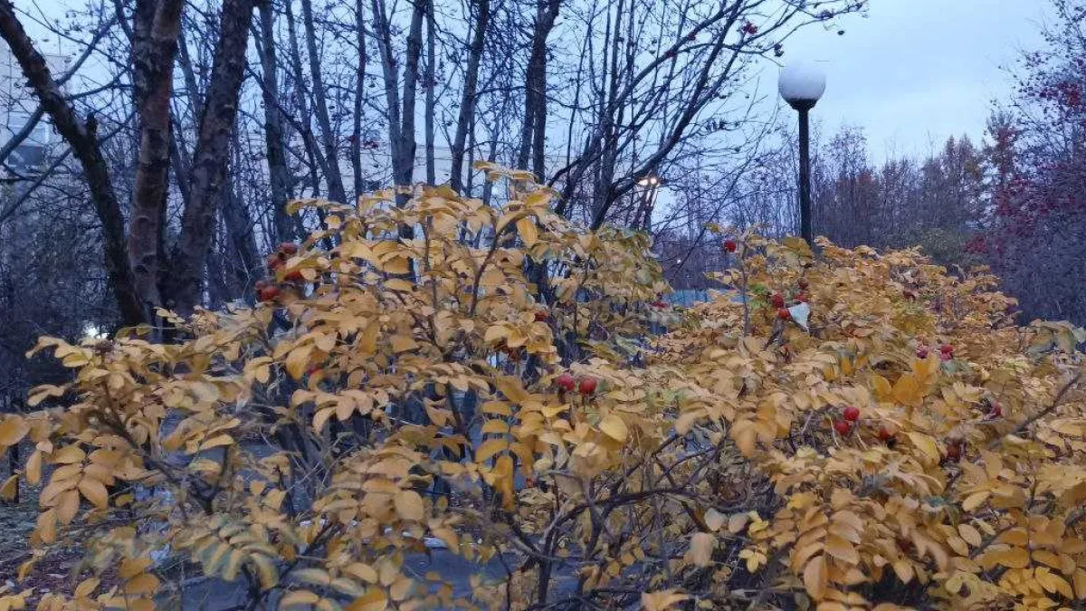 Сильный ветер и до +6° сегодня в Мурманской области