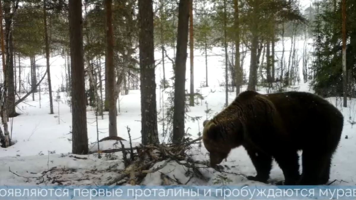 Дикая фотосессия: лесная камера сделала 400 снимков одного медведя за ночь