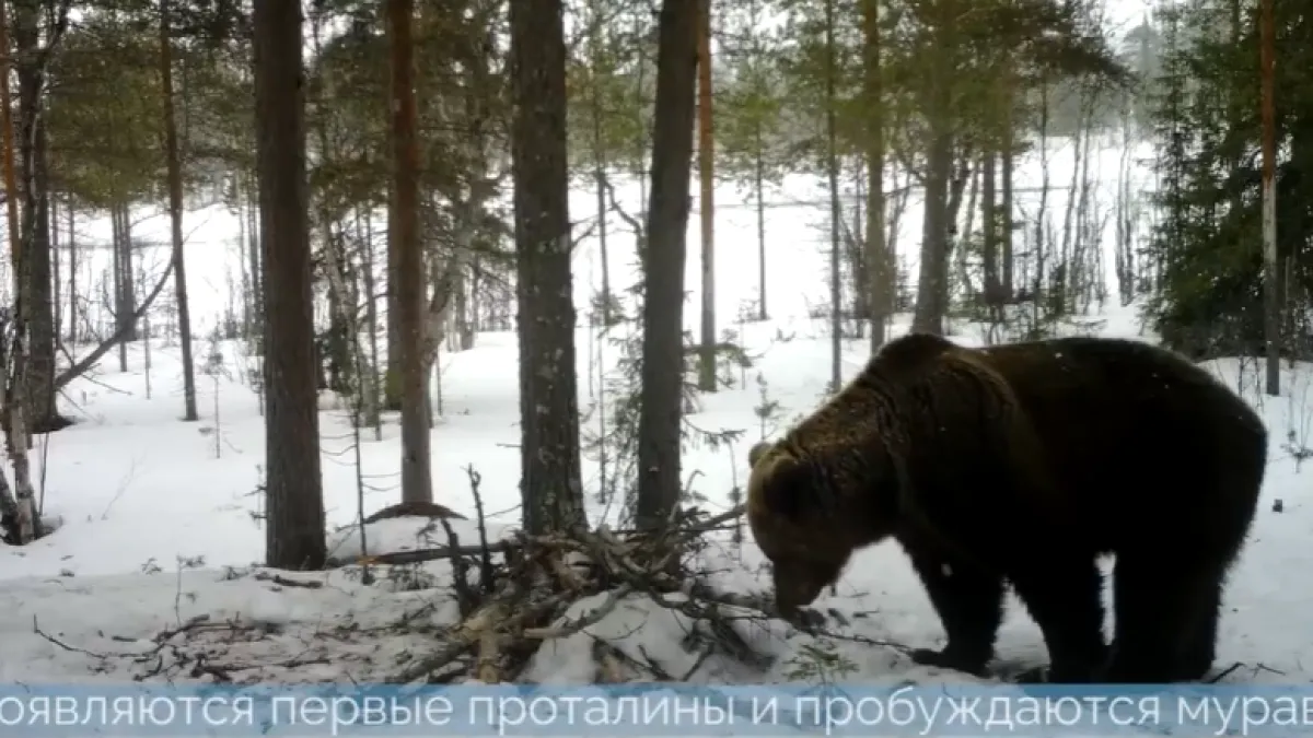 Сейчас вылетит мишка: косолапые попали на фотоловушки в Лапландском заповеднике