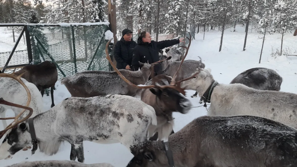 В Ловозере началась инвентаризация оленей