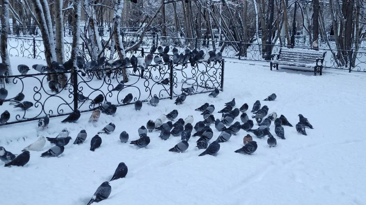 Попали в  переферию антициклона: Небольшой снег и до -13° будет в Мурманской области