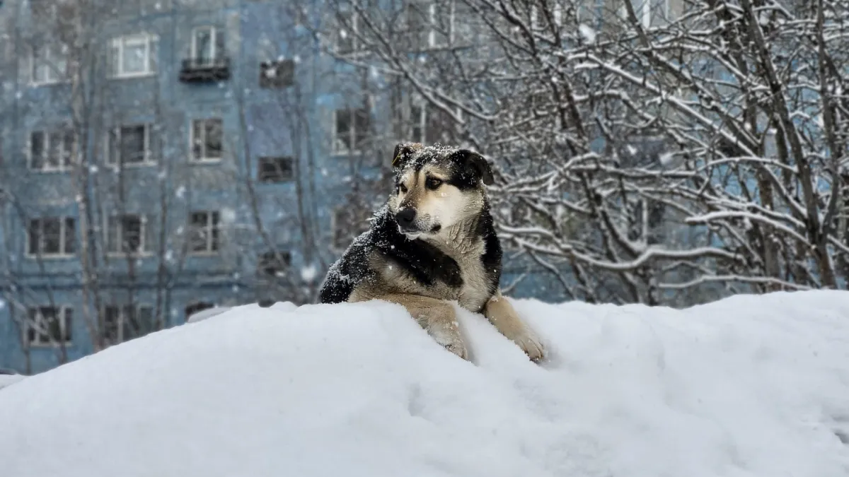 Облачно, снежно и до -16° обещают сегодня в Заполярье