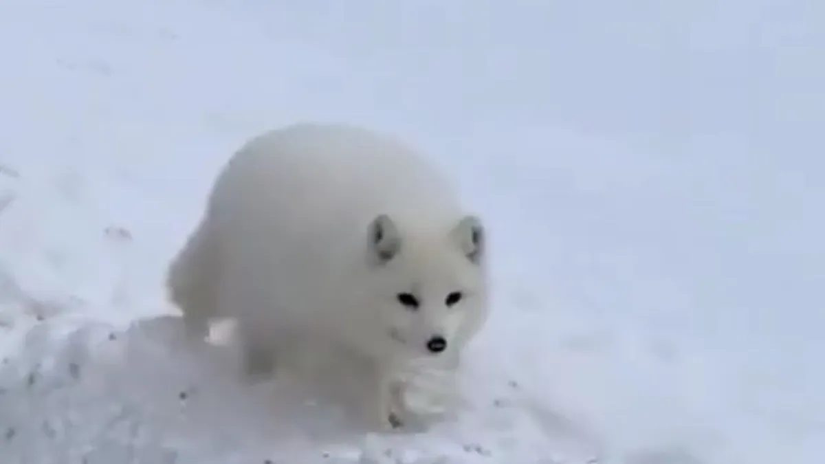 Полный песец настиг туристов в Териберке