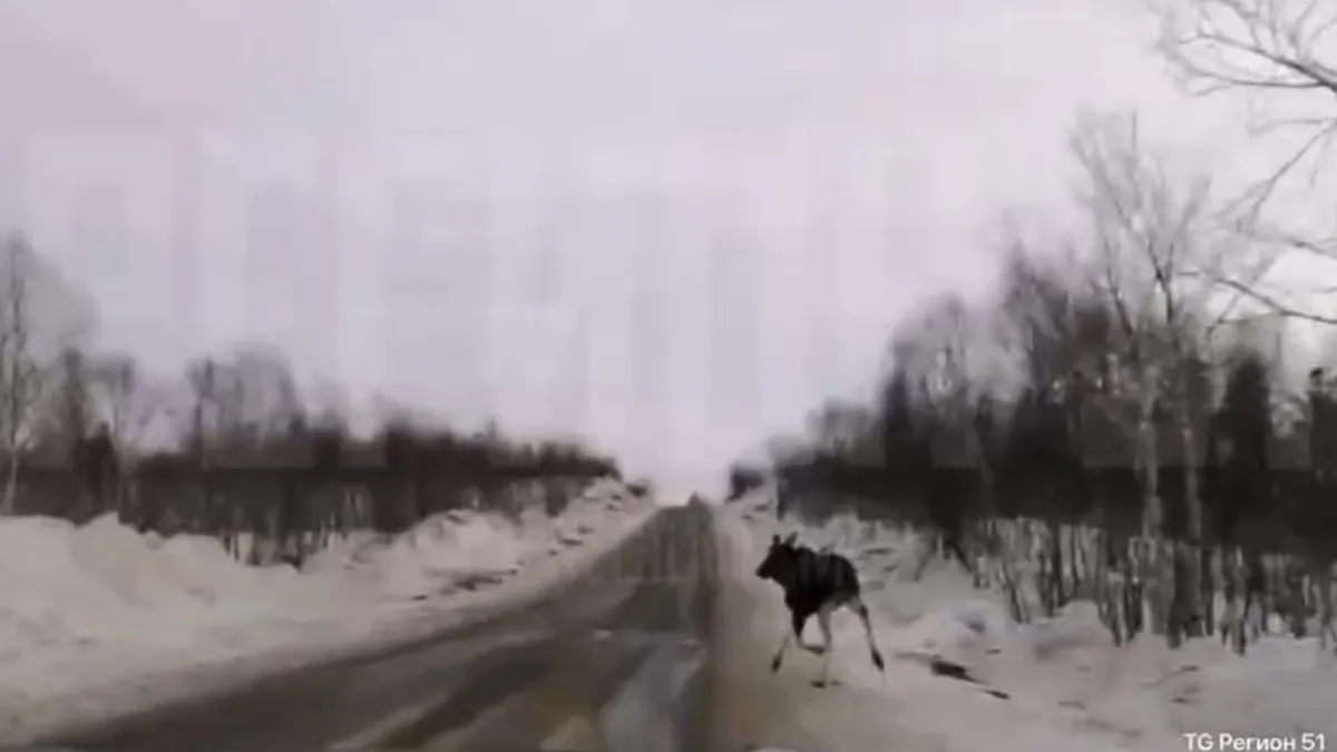 В Мурмашах и под Североморском-3 заметили лосей на дорогах