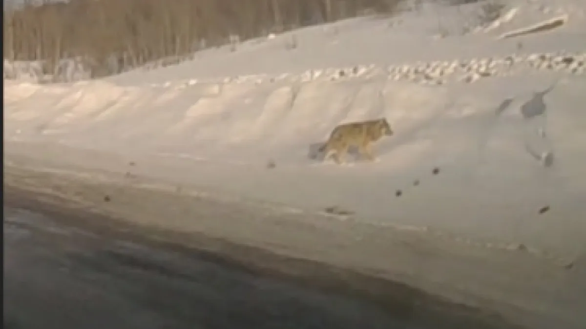 Волка заметили рядом с коттеджным поселком в Мурманске