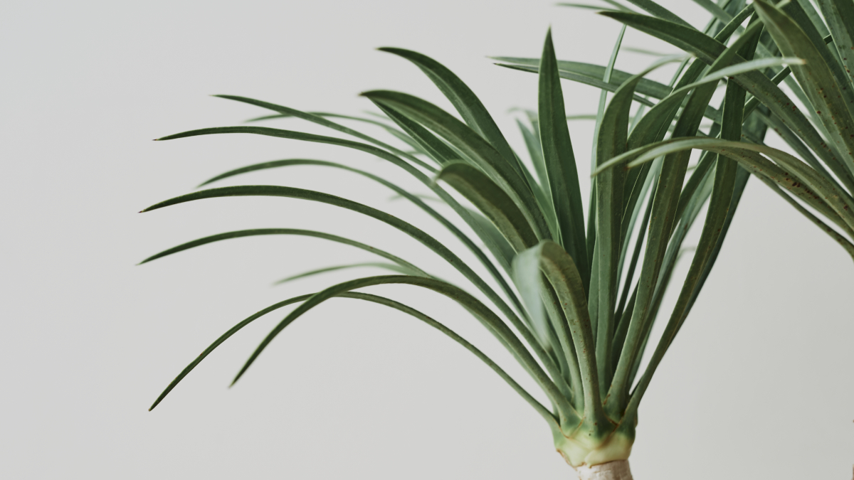 Хлорофитум - неприхотливый цветок