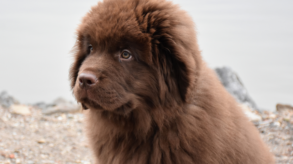 Собака чау-чау