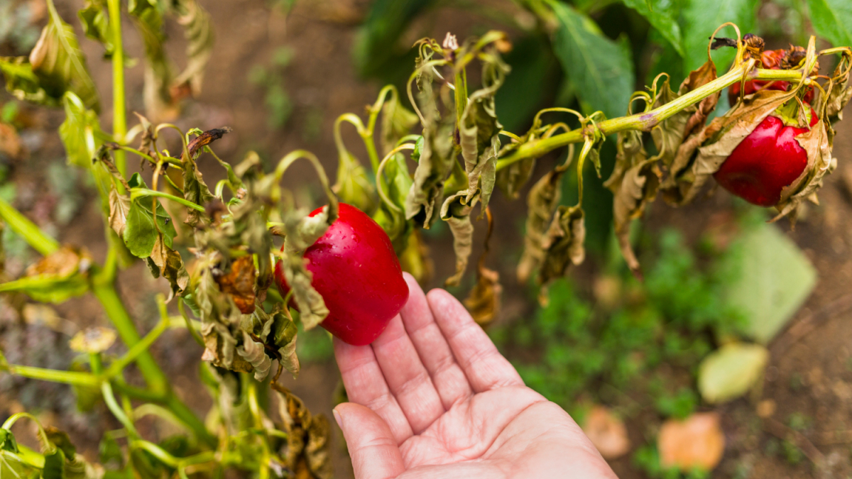 Перец и рука человека