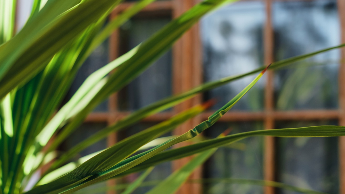 листья драцены