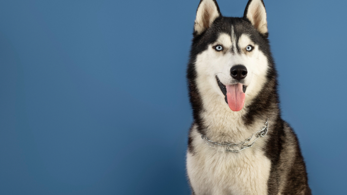 Собака высунула язык