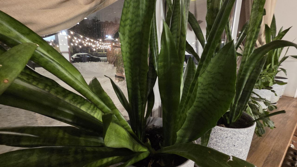 Комнатные растения на подоконнике