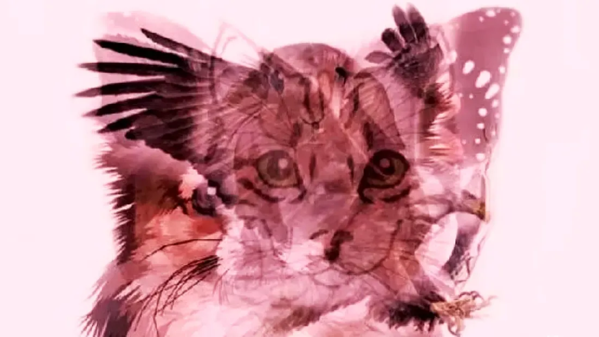 кошка, орел, бабочка многослойно