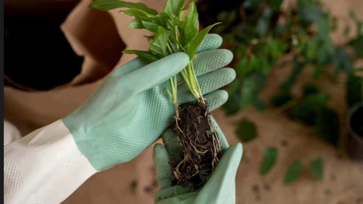 руки держат саженцы