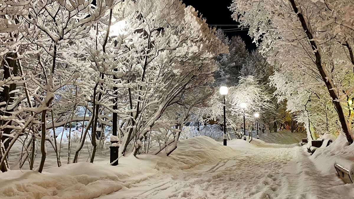 деревья засыпаны снегом