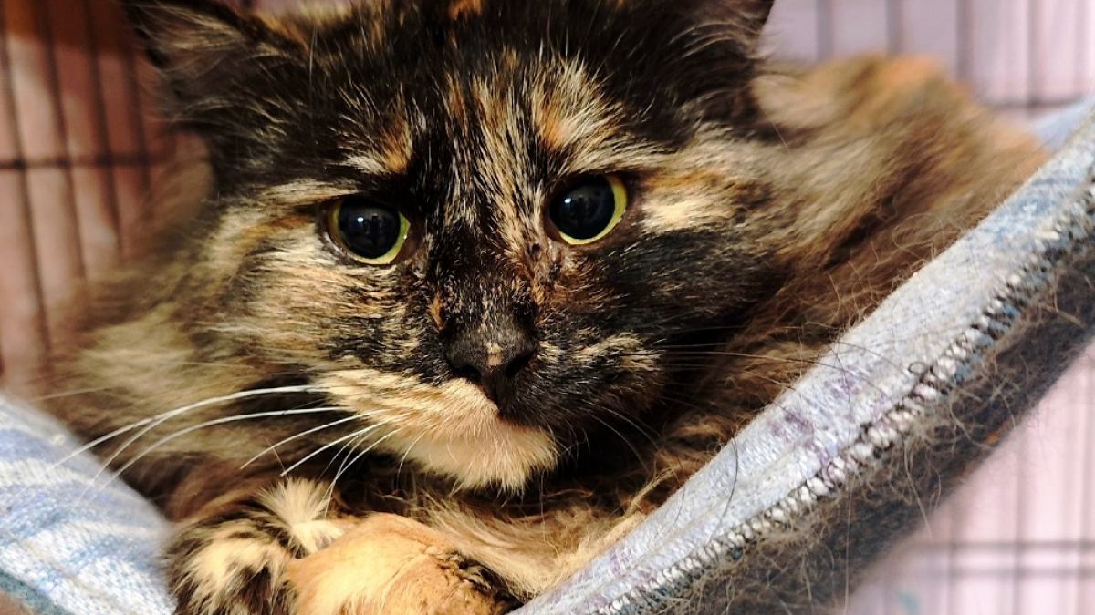 красивая трехцветная кошка