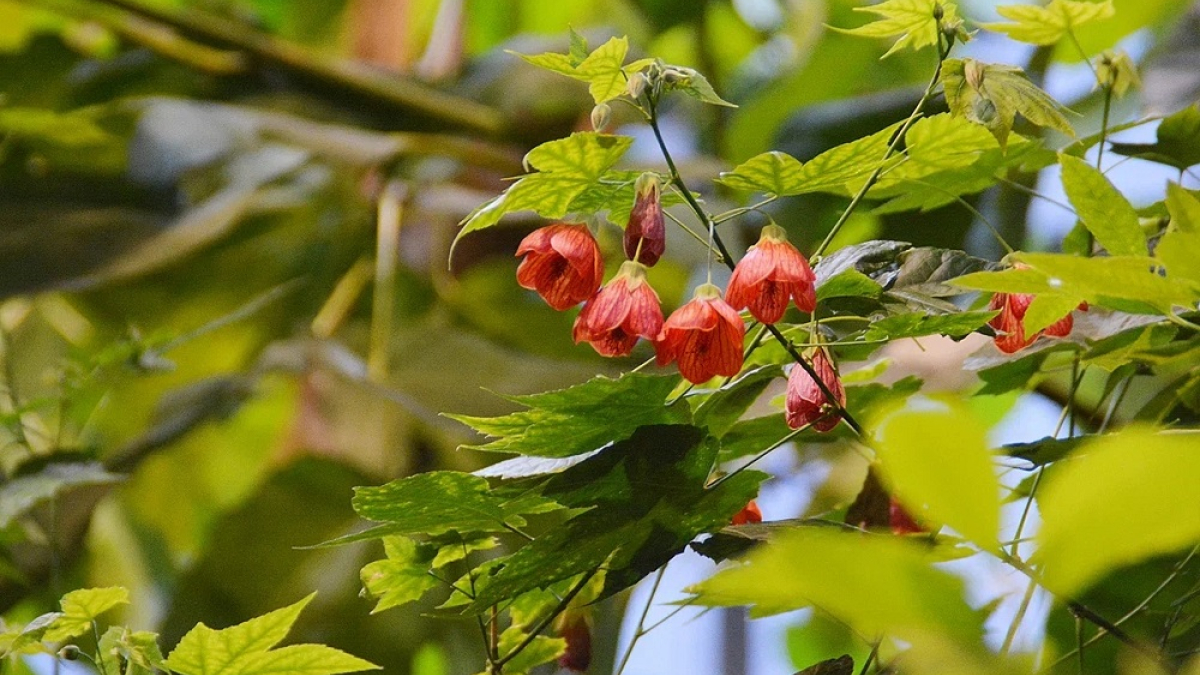 красивый цветок с розовыми бутонами