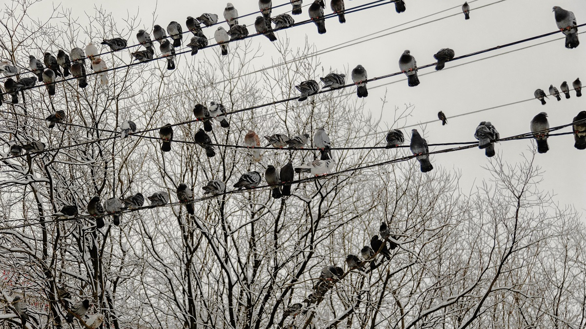птицы сидят на проводах
