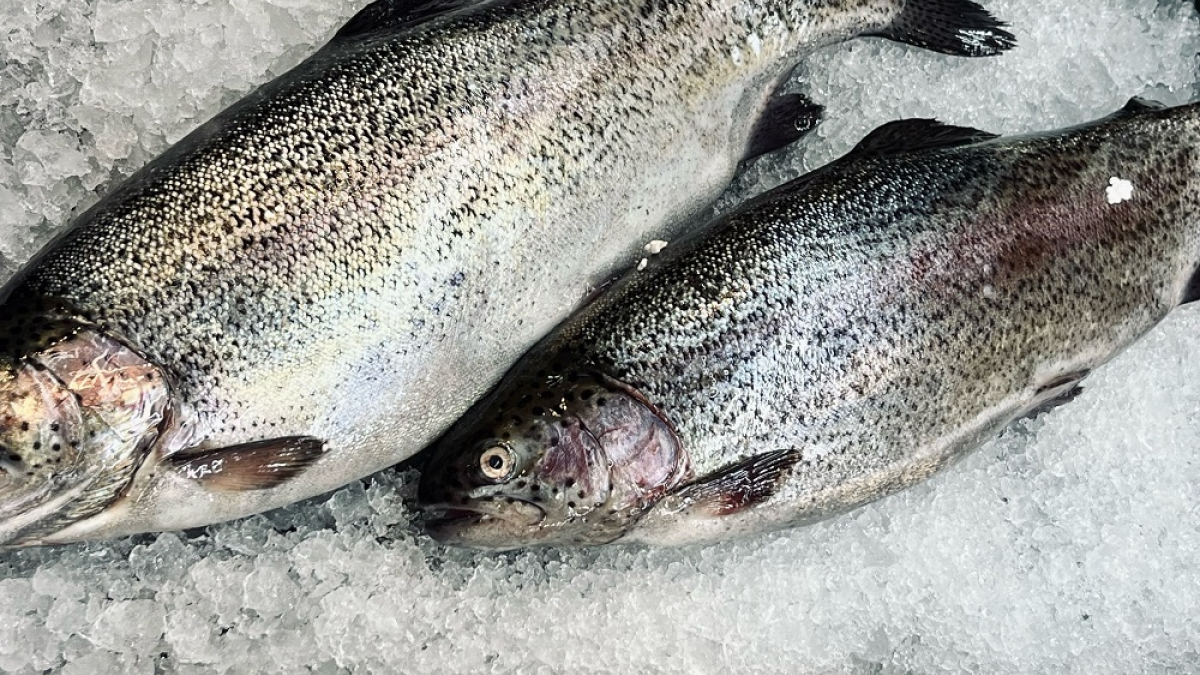 свежевыловленная красная рыба