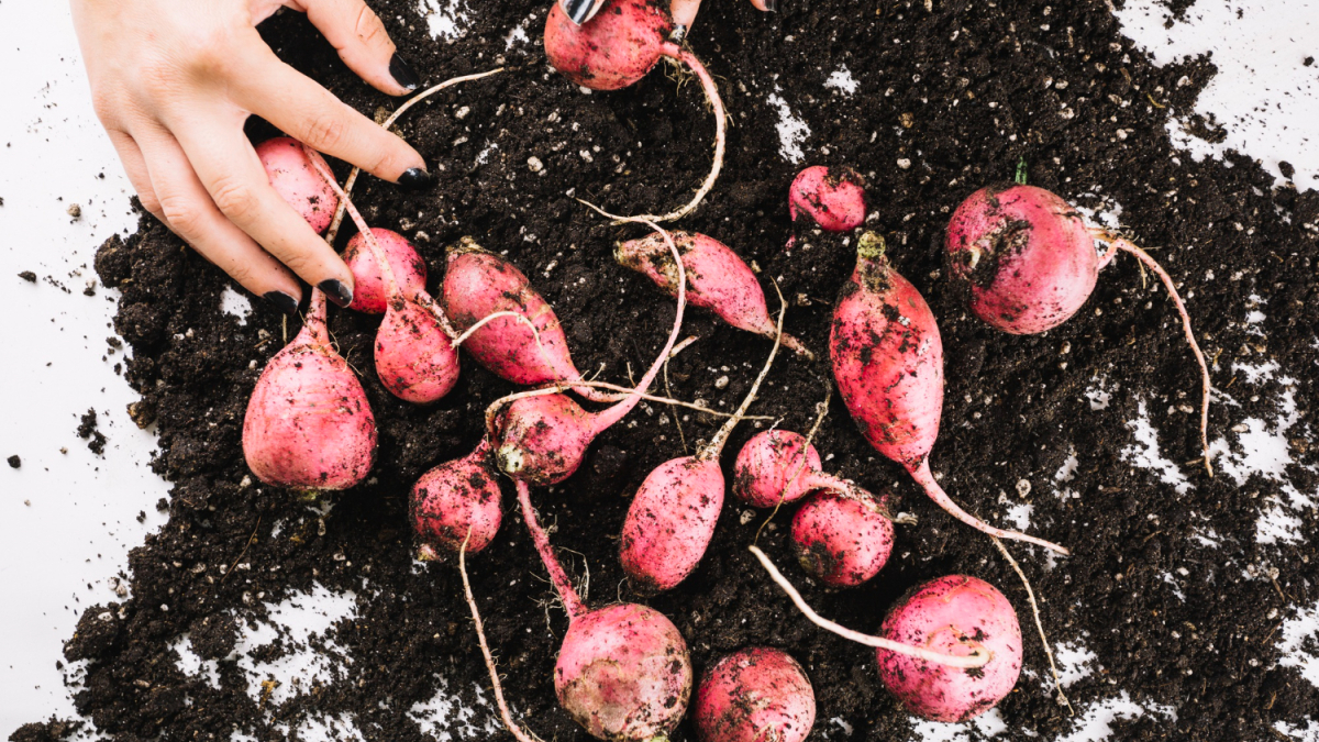 Женщина трогает редиску на грунте