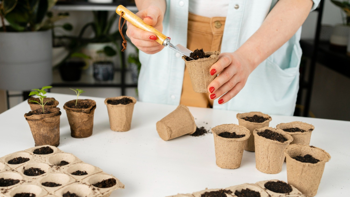 стаканчики с рассадой