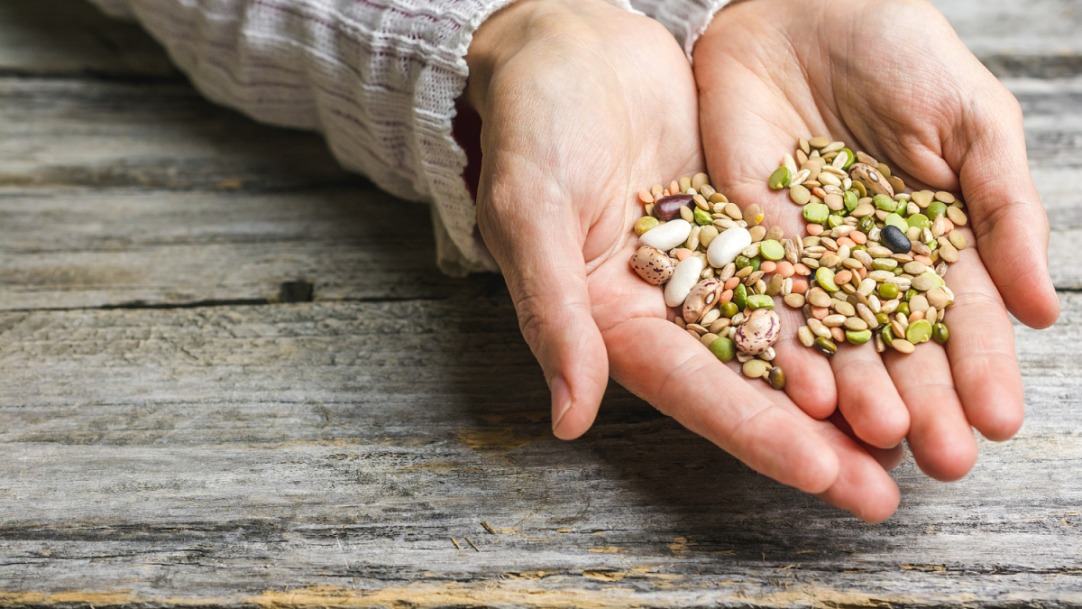 семена в руке