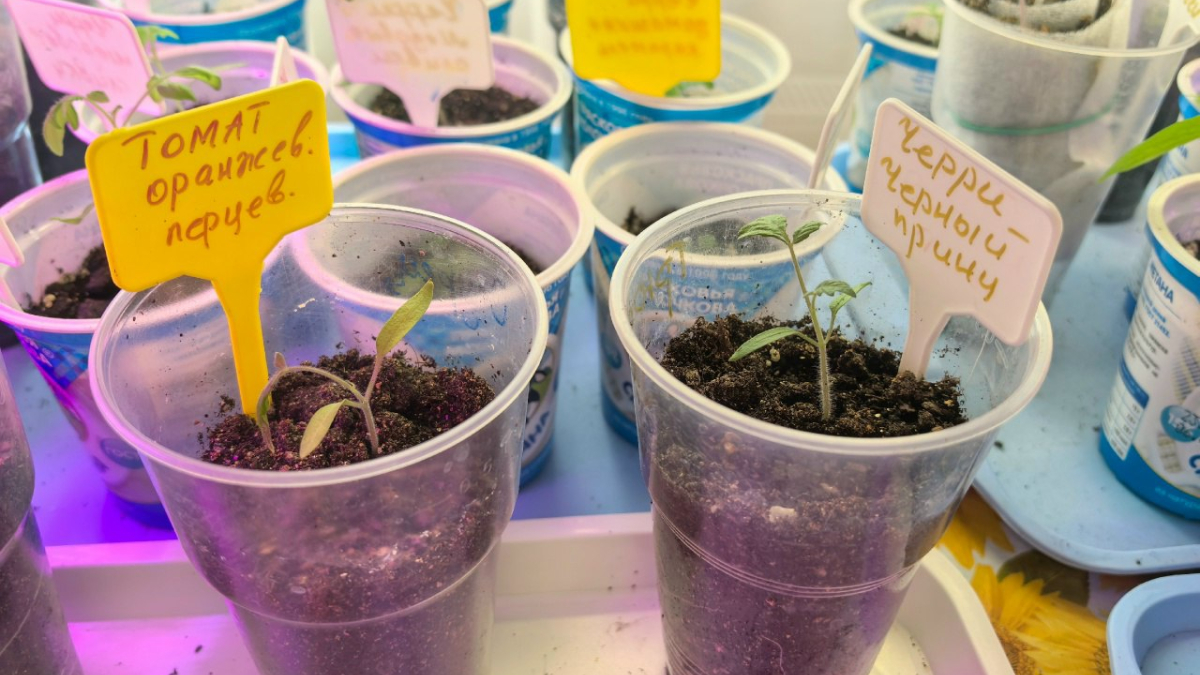 Рассада с томатом и перцем