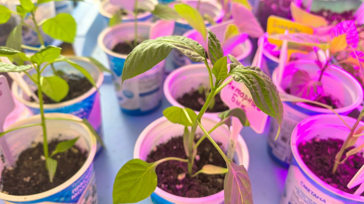 Рассада на столе под лампой