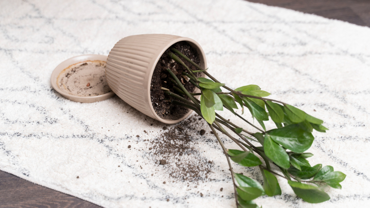 цветок в горшке