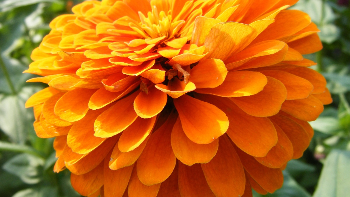 Цветущее растение