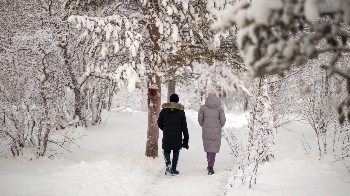 Зимний лес и прогулка
