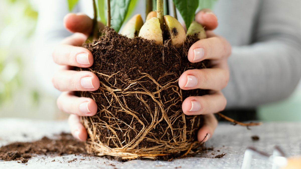 Женщина держит корни растения в земле