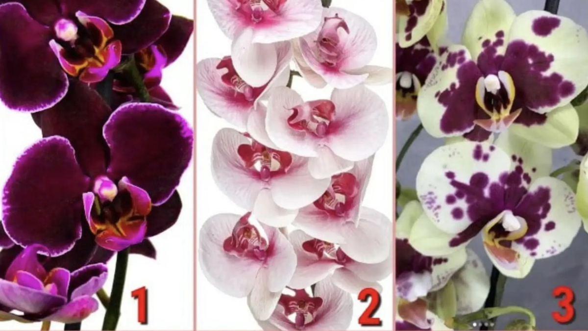 три разные орхидеи