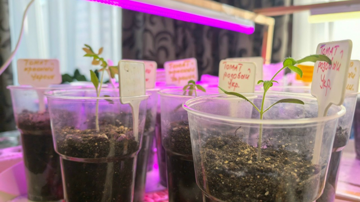 Рассада томатов в стаканчиках