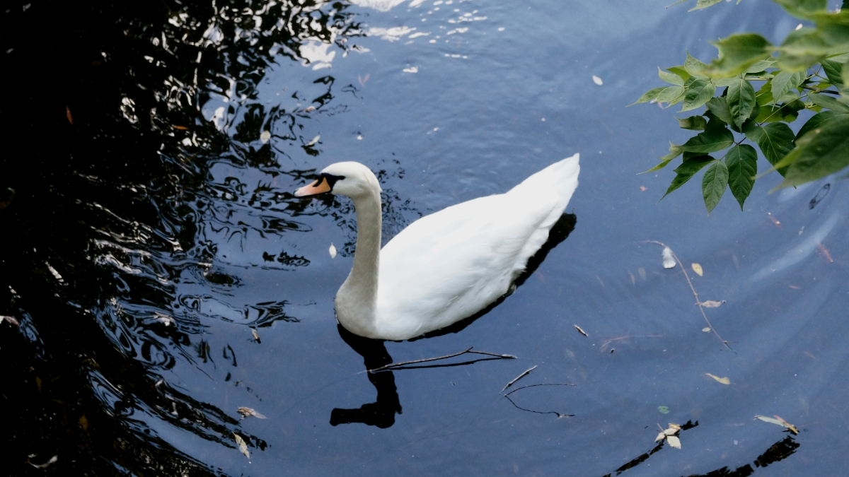 Лебедь плавает в пруду