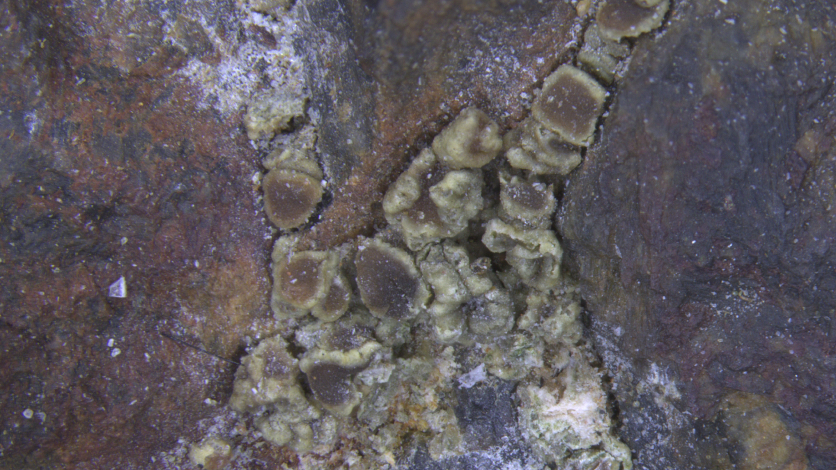 Минерал андрейбулахит