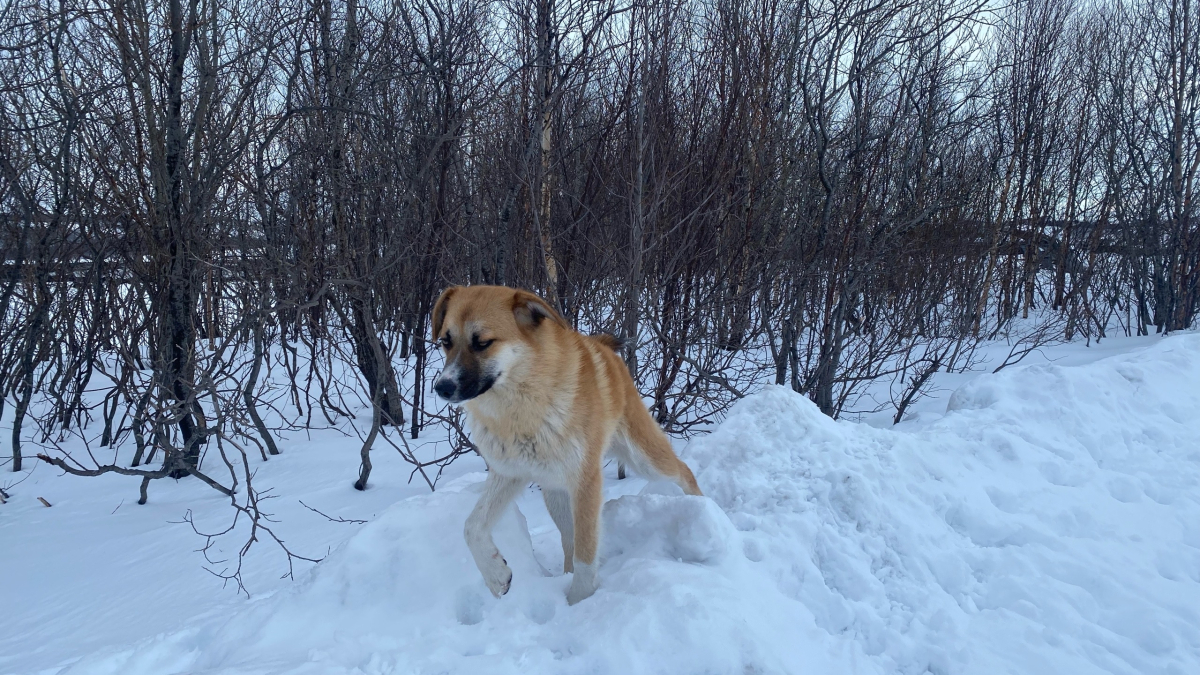 Собака на снегу в тапочках