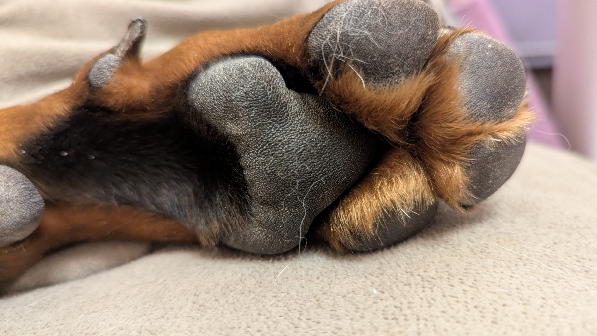 Собачья лапа