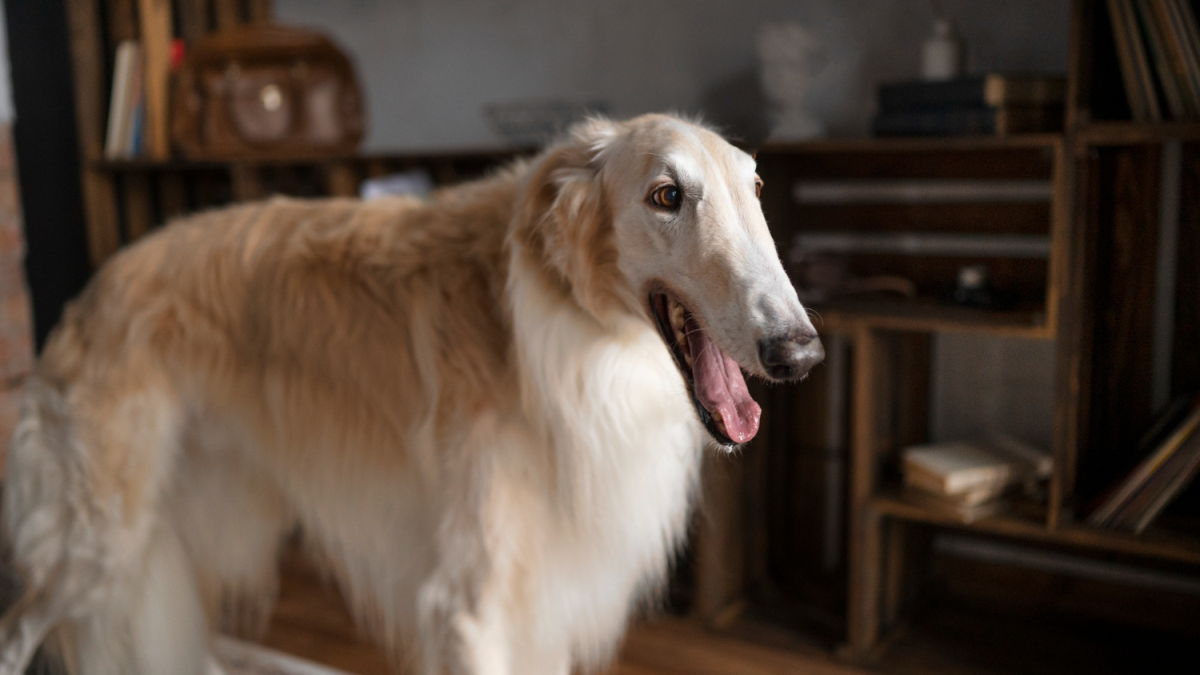 Собака в квартире