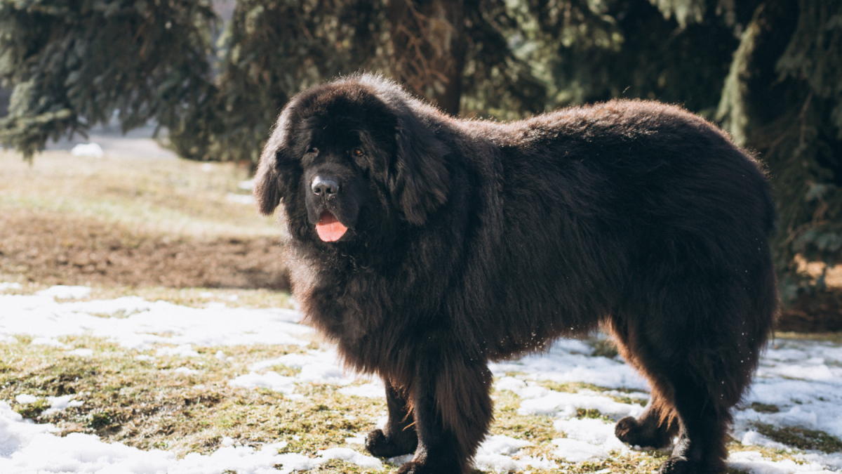 Тибетский мастиф